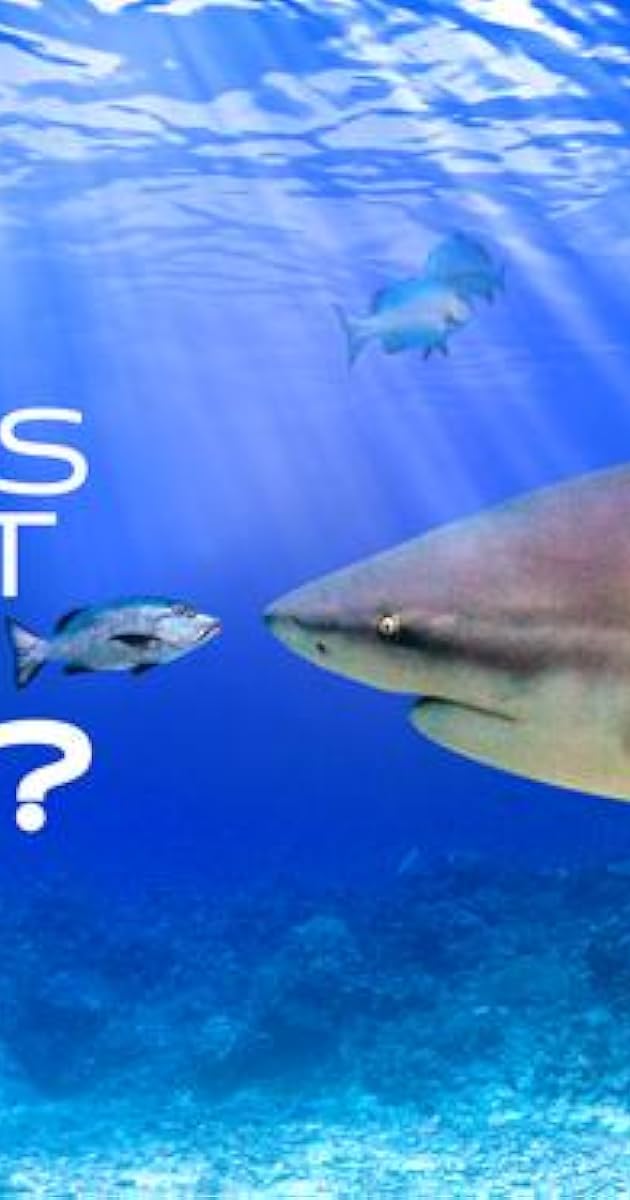 World's Biggest Bull Shark?