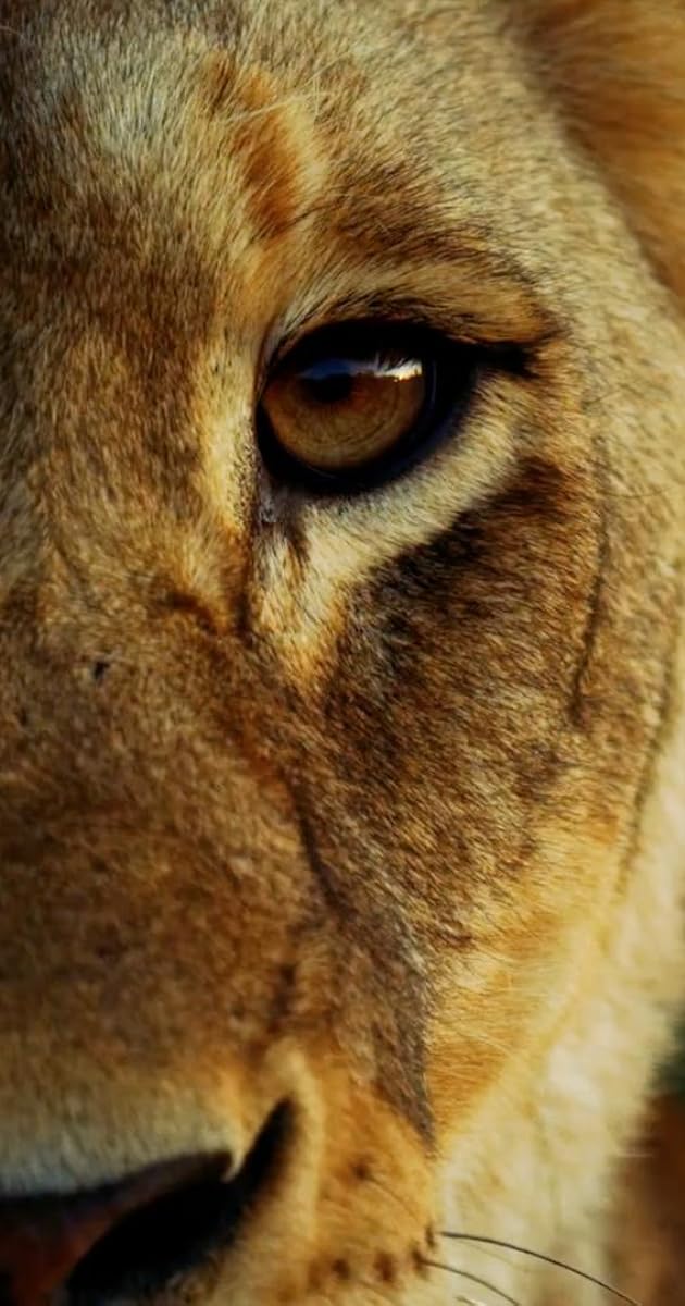 Malika the Lion Queen