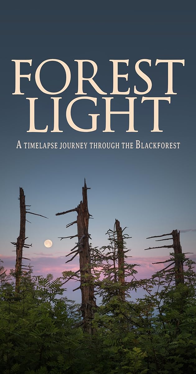 Forest Light